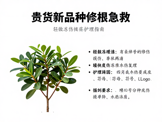 轻微冻伤植株的缓苗与复温策略