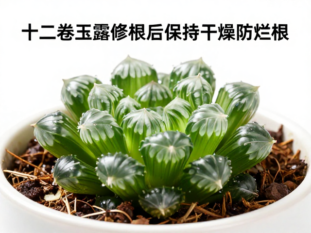 病虫害预防与后期养护要点