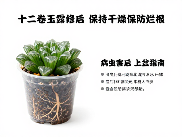 浇水策略与缓期管理