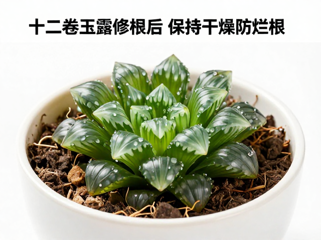 上盆前的介质准备与容器选择