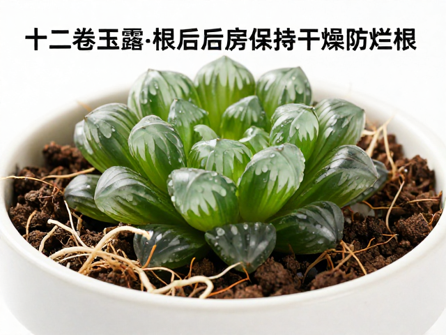 十二卷玉露修根后保持干燥防烂根，病虫害后正确上盆指南