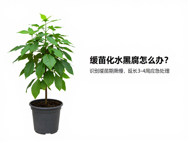 缓苗化水黑腐怎么办？植株晃动服盆慢，延长3-4周应急处理