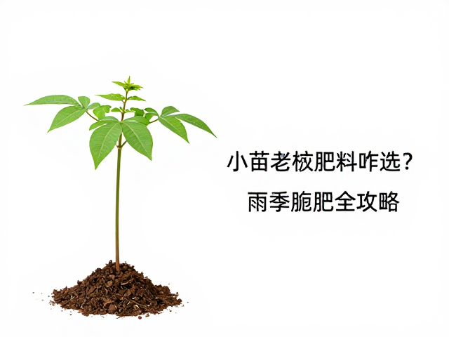 精准控量:小苗防肥害的施肥策略