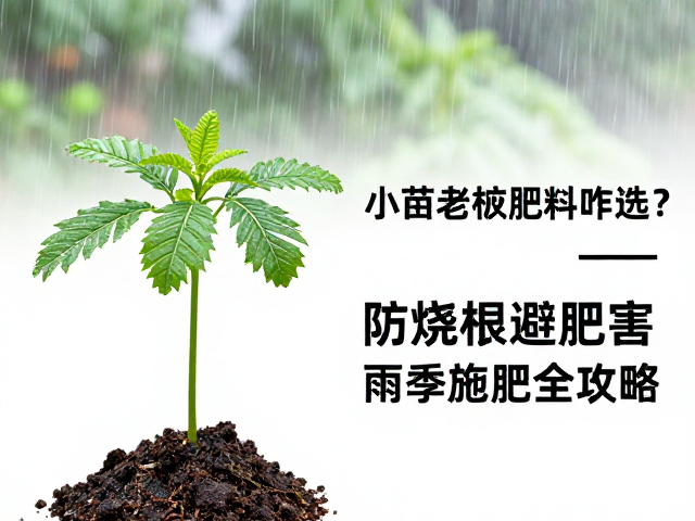雨季施肥的特殊考量与操作规范