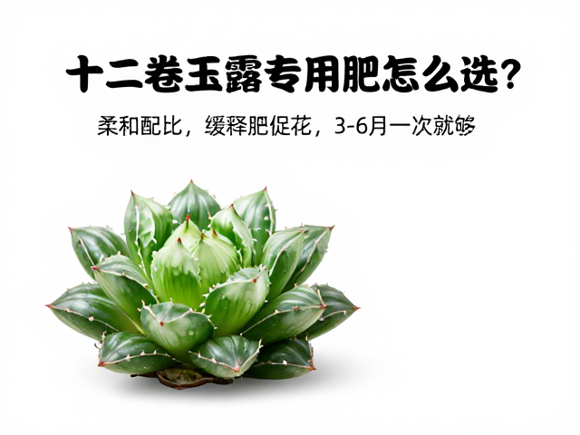 十二卷玉露专用肥怎么选？柔和配比，缓释肥促花，3-6月一次就够