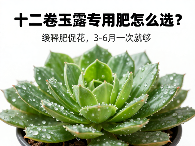 3-6月施肥频率与具体操作规范