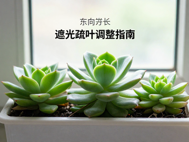 水肥管理与预防黑腐的养护细节