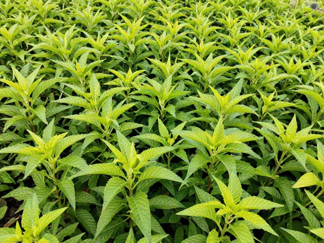 整改疏松拔高难题的物理与环境干预
