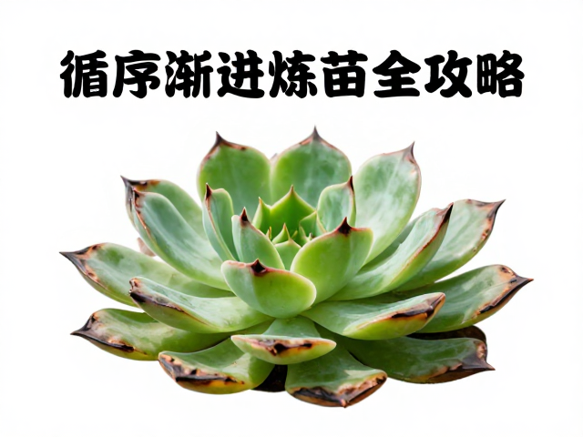 循序渐进炼苗的核心逻辑