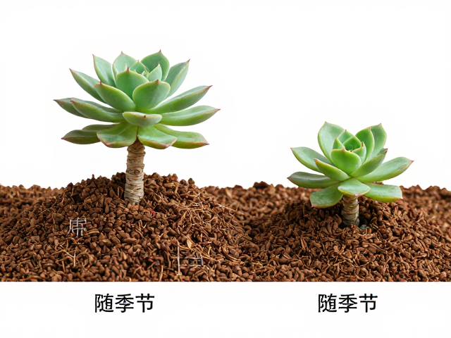 多肉老桩高颗粒控型底层逻辑，随季节变化调整配土频率详解