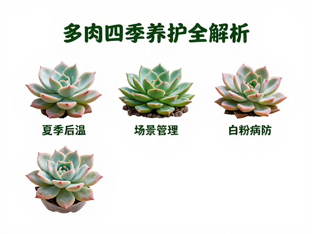 多肉植物夏季高温下的生存策略