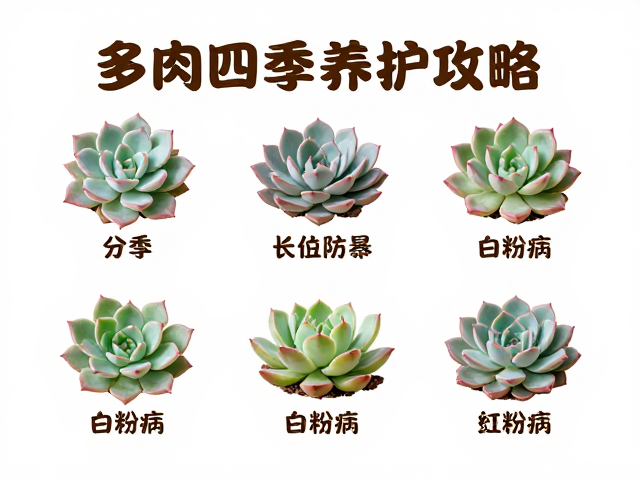 多肉植物冬季防寒与白粉病专项防治