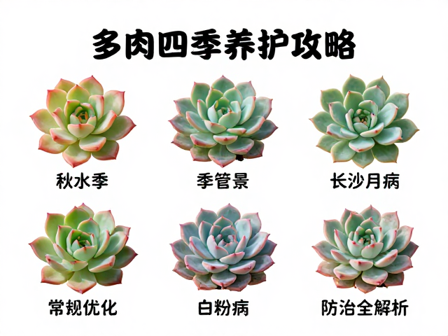 多肉植物秋季上色与状态优化