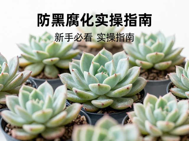 春季多肉养护核心，防黑腐化水避冻伤，新手必看实操指南