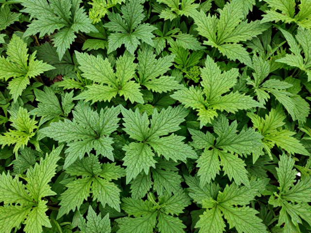 冬季群生植物养护，增加日照与通风管理方案