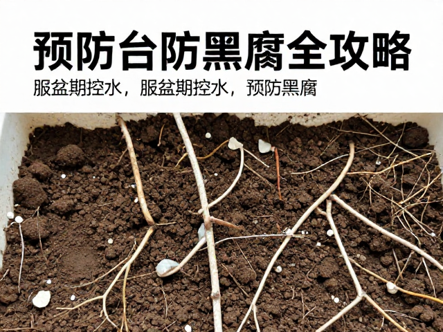 日常预防:环境调控与病害监测体系