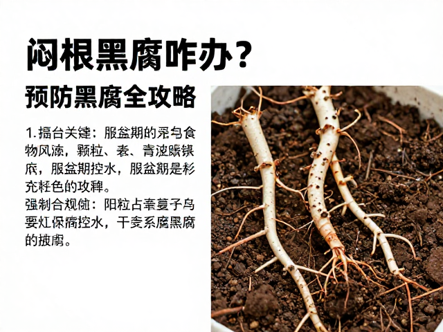 阳台闷根黑腐咋办？颗粒土，服盆期控水，预防黑腐全攻略