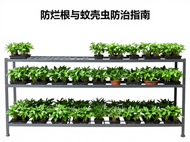 花架多层养护优缺点及布局，防烂根与蚧壳虫防治指南