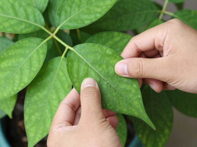 母株伤口处理与环境养护细节