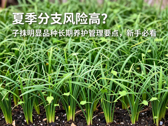 缓苗期的环境与水分管理