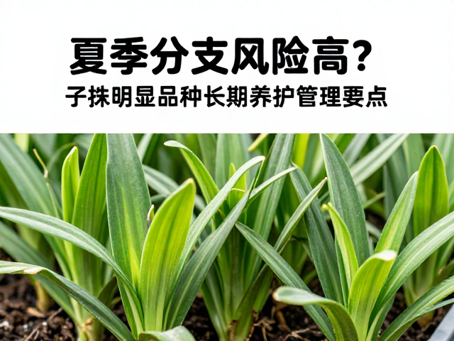 子株明显品种的识别与最佳操作时机