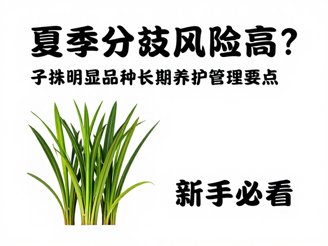 夏季分株风险高？子株明显品种长期养护管理要点，新手必看