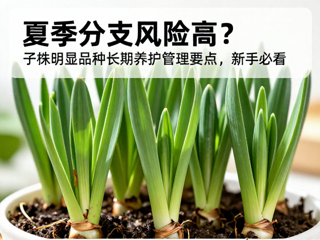分株前后的关键养护细节