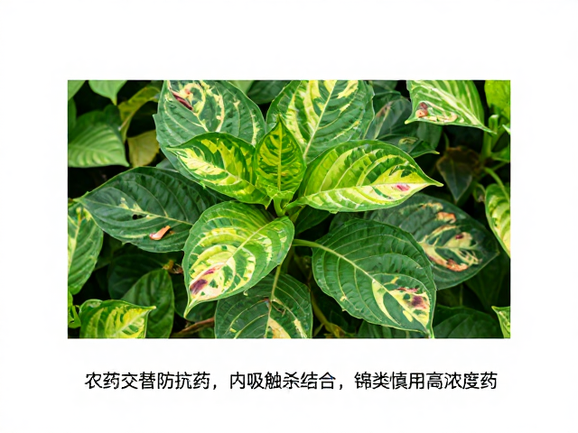 锦带花等锦类植物的药害风险与浓度控制