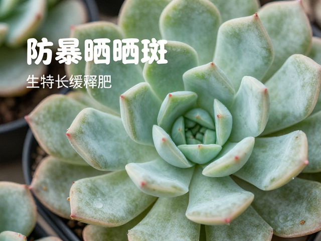 晒斑预防与环境适应性调整