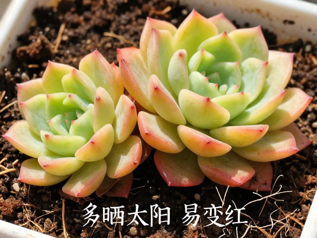 土壤配比对根系健康的影响