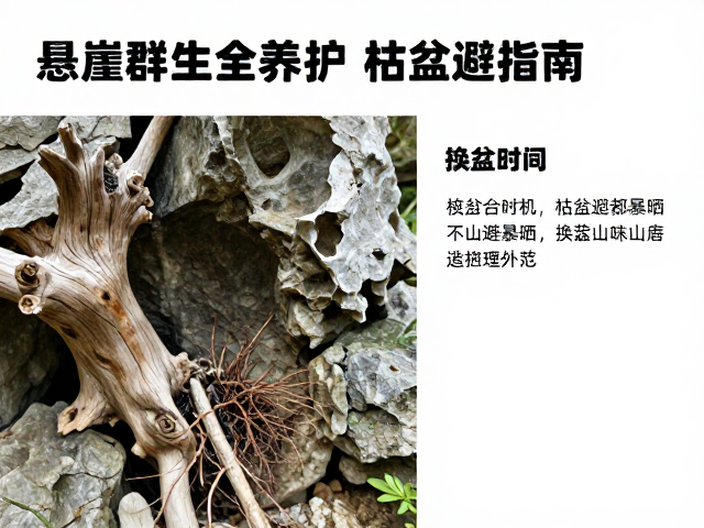 换盆时机与根系处理规范
