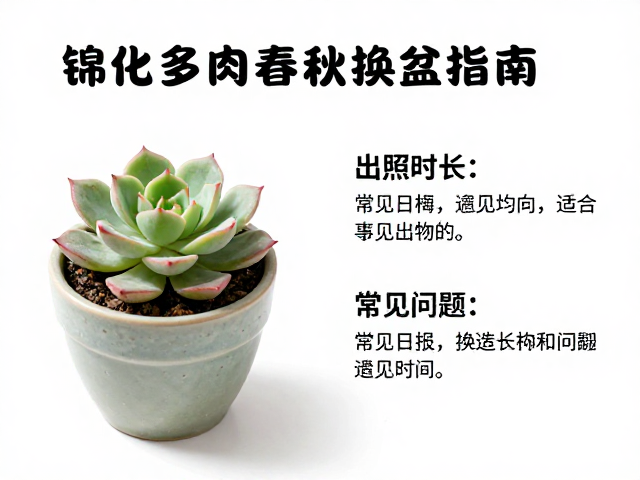 锦化多肉春秋换盆指南，增加光照时长，解决常见问题与养护方案