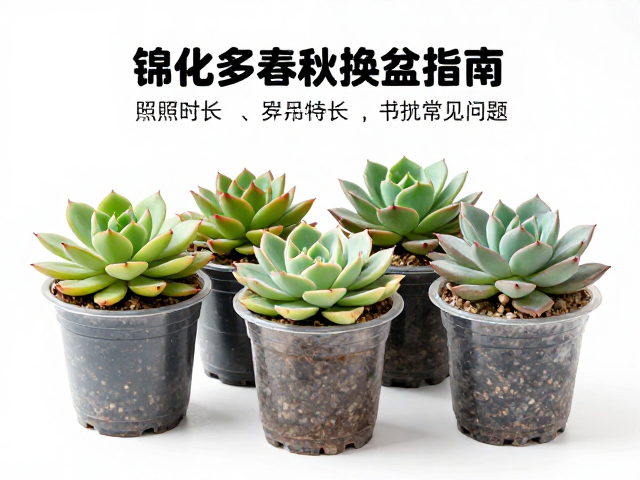 换盆后的缓盆期管理与长期养护细节