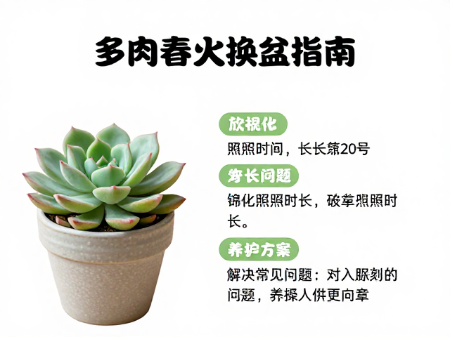 锦化多肉常见问题与针对性养护方案
