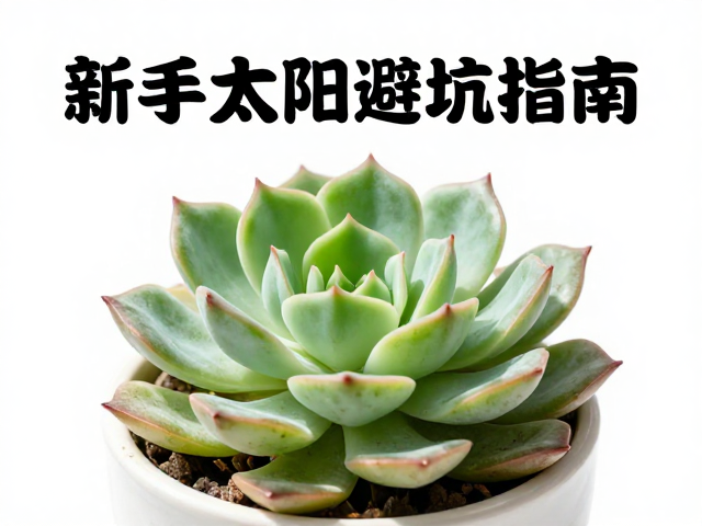 新手养多肉，晒太阳避坑指南，拒绝药锦，叶片发软缺水急救法