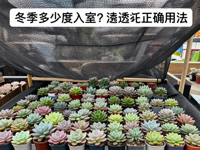 多肉冬季多少度入室？浇透还是浇点？遮阳网正确用法