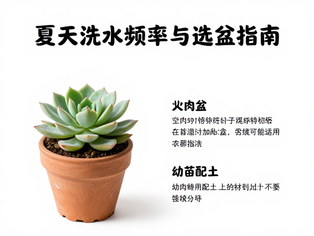 夏季选盆的材质考量与透气性设计
