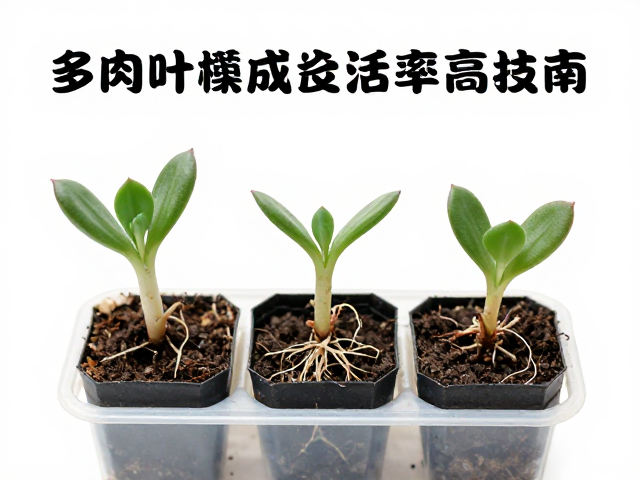 多肉叶插成活率高技巧，分株伤口晾干与根系稳定后移盆指南