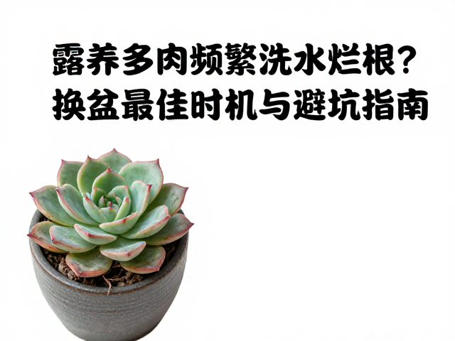 避坑指南:基质与操作细节