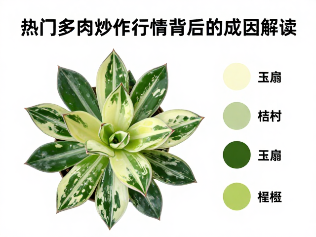 玉扇锦叶片形态解析，热门多肉炒作行情背后的成因解读