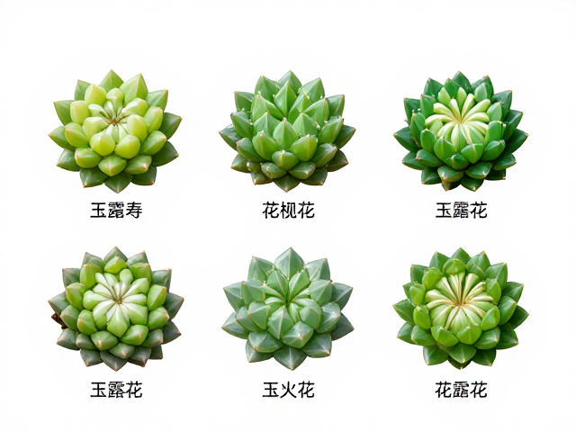 星形花序与繁殖特征的微观辨析