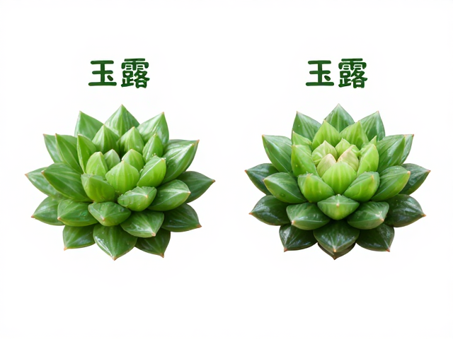 玉露与寿的核心差异：叶片形态与透光度的直观对比