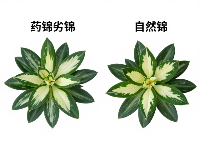 长期养护中的稳定性与风险管控