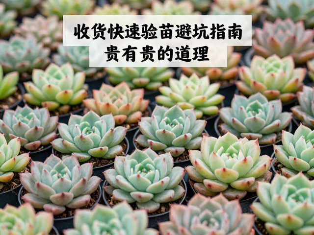 春秋季节:多肉植物生长的黄金窗口期