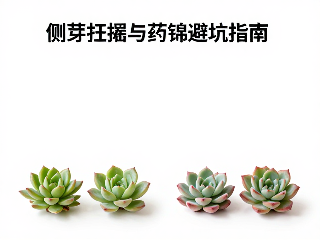 南北气候适配新手多肉分类，侧芽扦插与药锦避坑指南