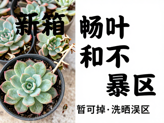 暂不暴晒的光照管理策略