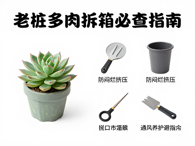 老桩多肉拆箱必查，防闷烂挤压，通风养护避坑指南