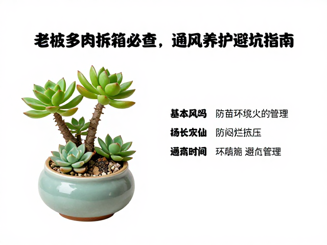 缓苗期环境与通风管理