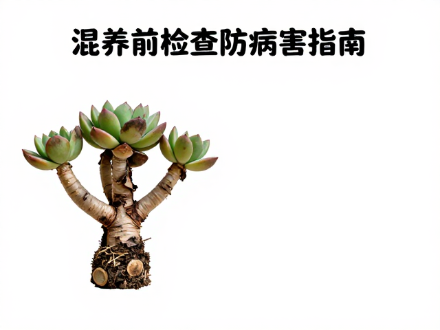 老桩多肉干枯叶摘除技巧