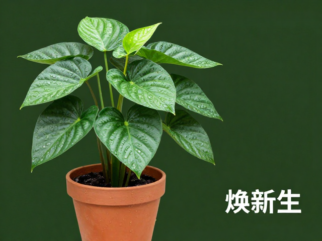 莲花掌属换大盆指南，潮湿阴雨防霉技巧，旧盆焕新生